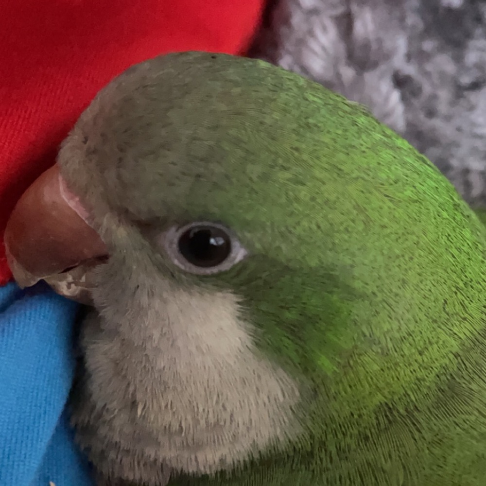 Meet your Posher, Bella